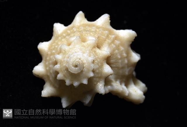 潮境花冠螺藏品圖，第1張