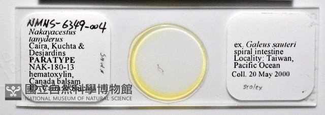 新種鯊魚絛蟲-01藏品圖，第1張