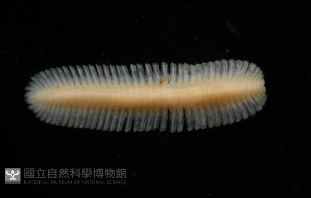 新種雄顎平馬陸藏品圖，第1張
