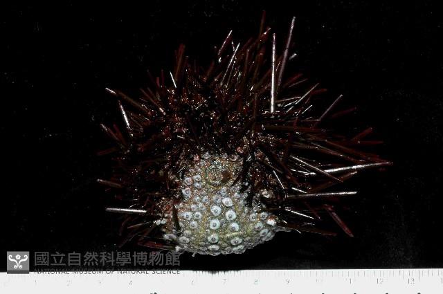 紫海膽藏品圖，第1張