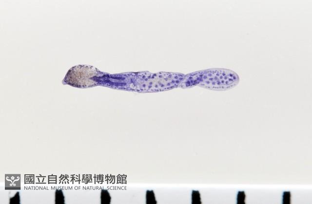 新種葉槽絛蟲藏品圖，第1張