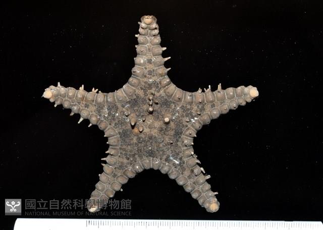玉緣棘角海星(紫氏麗海星)藏品圖，第1張