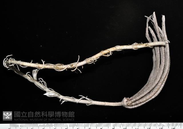 維氏三角鎧茗荷藏品圖，第1張