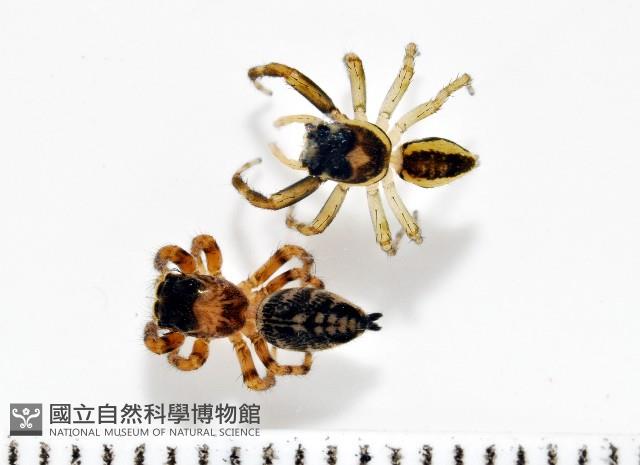 多色金毛蛛藏品圖，第1張