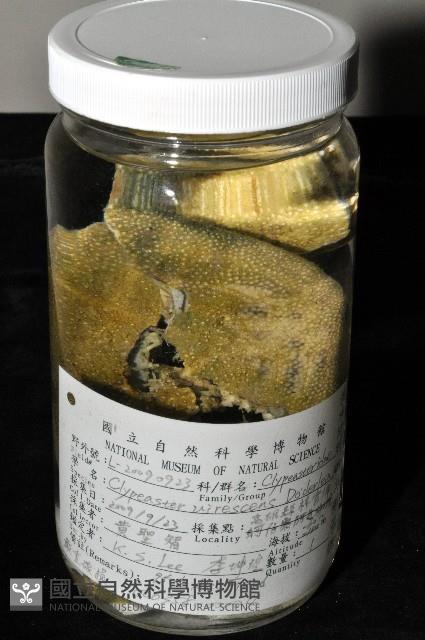 綠楯海膽藏品圖，第1張