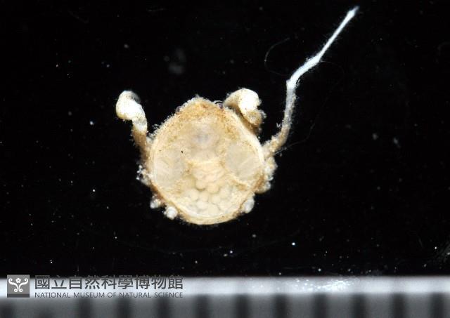 齊柏林新尖額蟹藏品圖，第1張