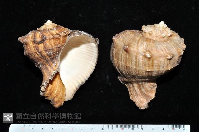 白皺岩螺藏品圖，第1張