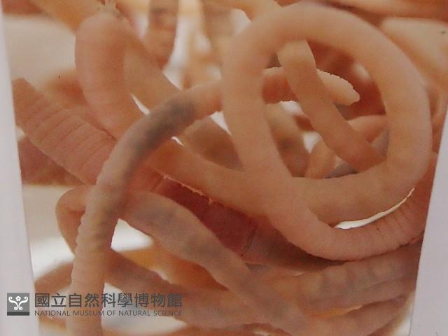 沿岸泮蚓藏品圖，第1張