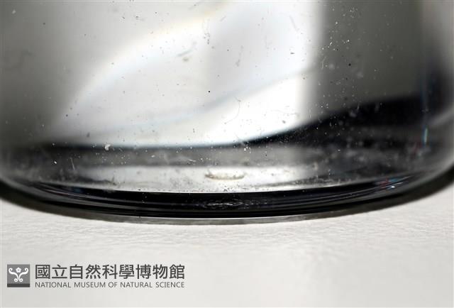 鐮形異細螯蟲藏品圖，第1張