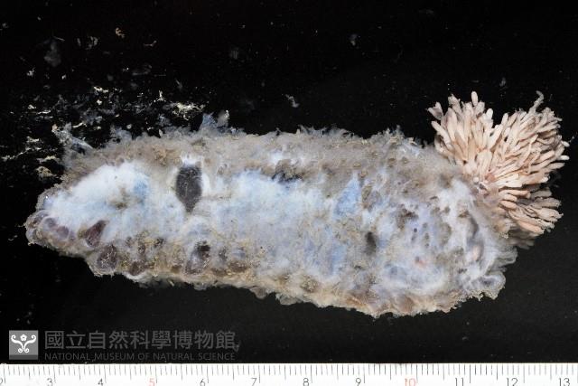 未知種深海海參藏品圖，第1張