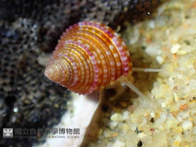 金門鐘螺(洪氏麗口螺)藏品圖，第1張