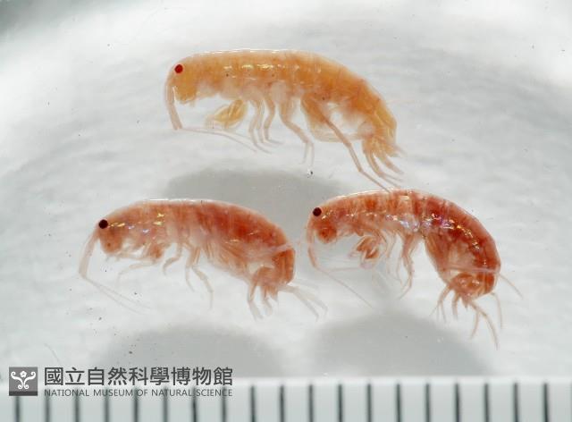 新種蘭嶼端足類藏品圖，第1張
