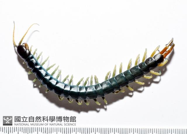 未知種巨蜈蚣藏品圖，第1張