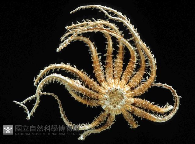 未知種項鏈海星藏品圖，第1張