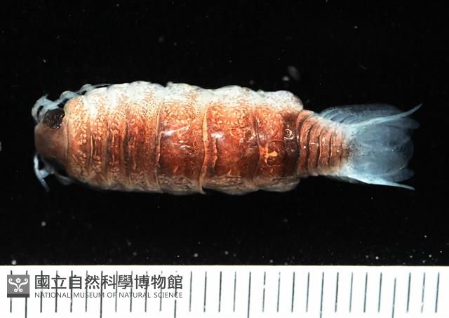 未知種狹長水虱藏品圖，第1張