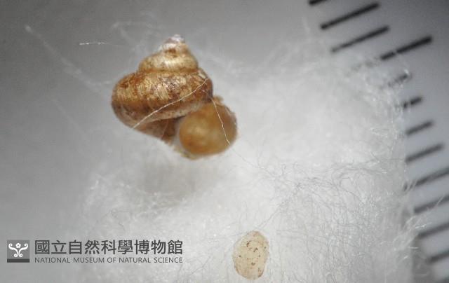 多田東洋蝸藏品圖，第1張