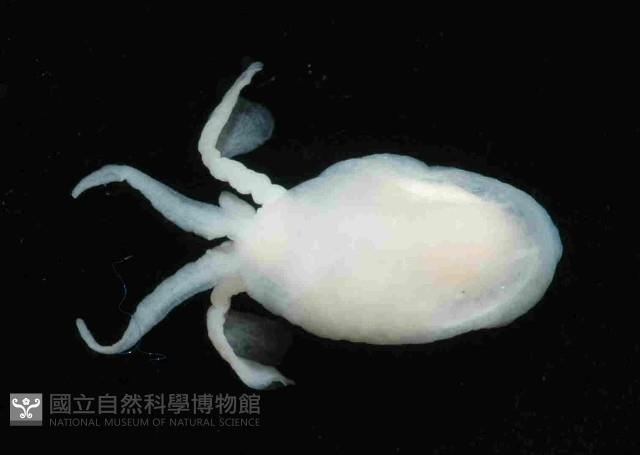 球形水肌螺藏品圖，第1張