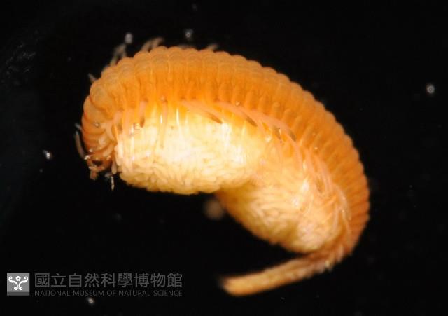 未知種眼蠶藏品圖，第1張