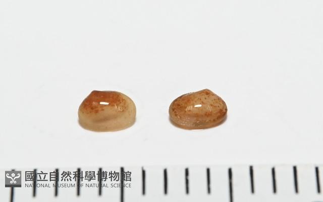 臺灣花瓣蛤藏品圖，第1張