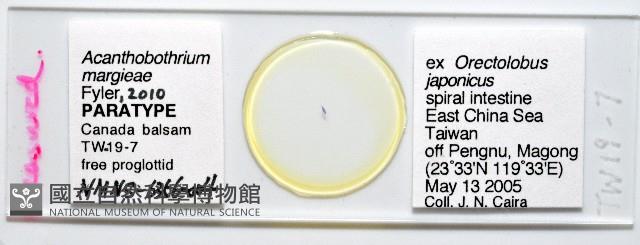 新種棘槽絛蟲藏品圖，第1張