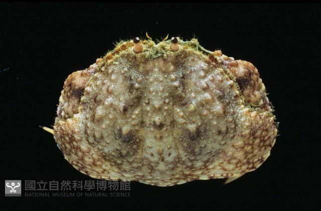 肝葉饅頭蟹藏品圖，第1張