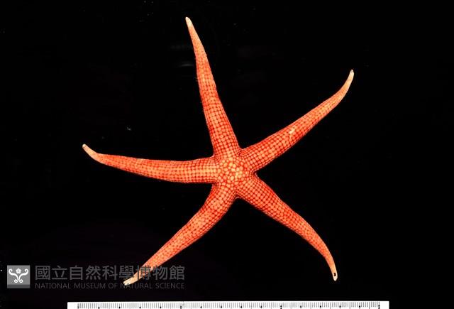 鑽石異瘤蛇海星(暫譯)藏品圖，第1張