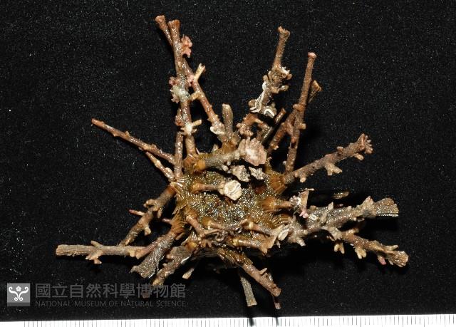 雙列角頭帕藏品圖，第1張