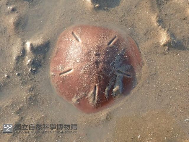 曼氏星盾(孔楯)海膽藏品圖，第1張