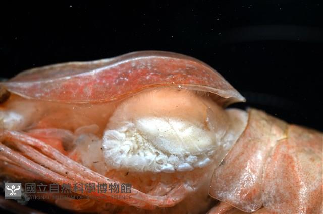 思氏不對稱鰓虱藏品圖，第1張