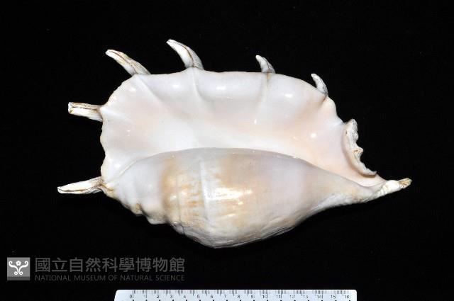 駱駝螺藏品圖，第1張