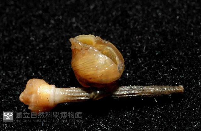 小擬茗荷藏品圖，第1張