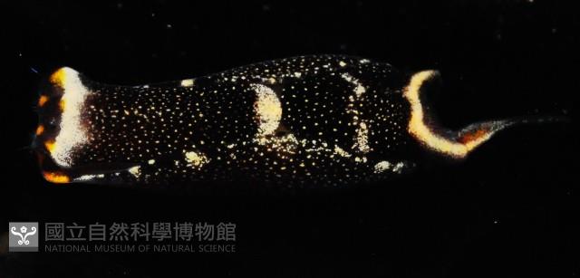 褐斑燕尾海蛞蝓藏品圖，第1張