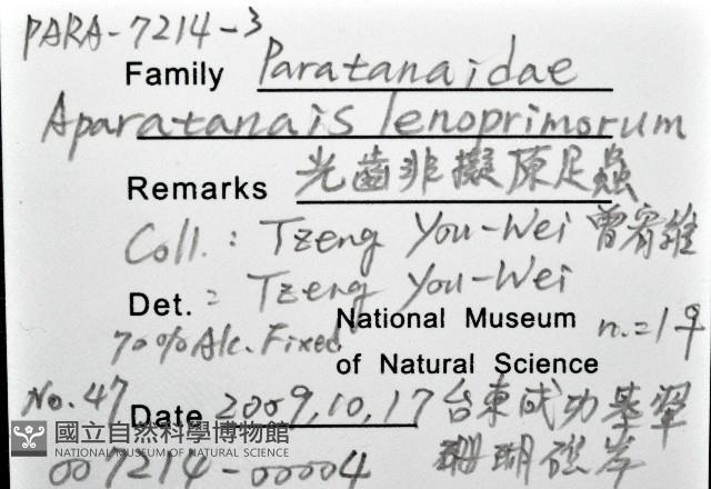 光齒非擬原足蟲藏品圖，第1張