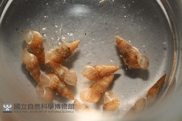 閃紋糟糠螺藏品圖，第1張