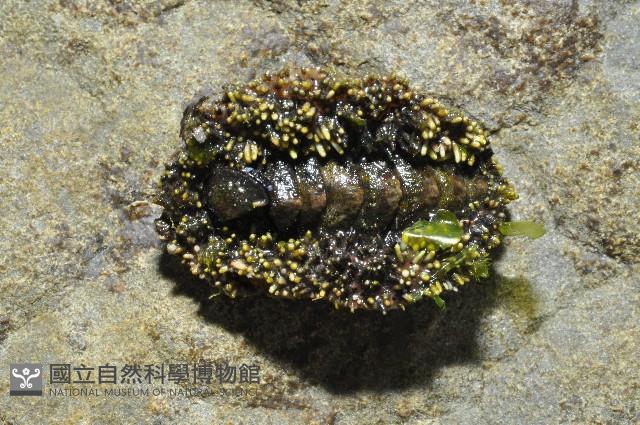 大駝石鱉(日本花棘石鱉)藏品圖，第1張