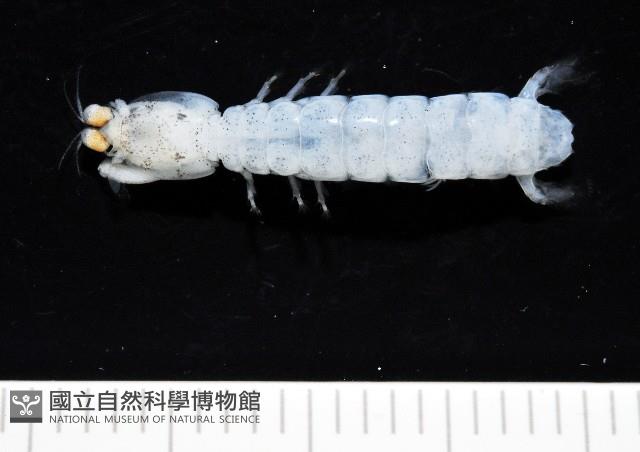 濱海幼嫩蝦蛄藏品圖，第1張