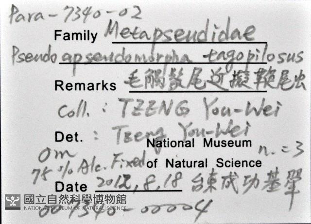 毛觸鬚偽近鞭尾蟲藏品圖，第1張