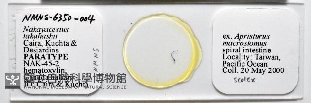 新種鯊魚絛蟲-02藏品圖，第1張