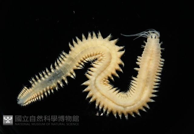 石門闊沙蠶藏品圖，第1張