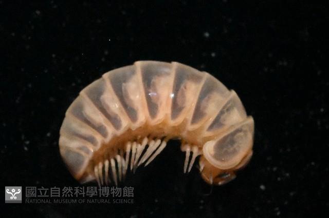 條紋木球馬陸藏品圖，第1張