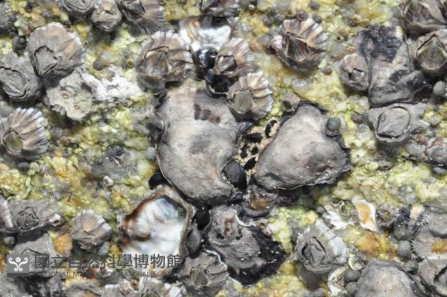 大牡蠣(葡萄牙牡蠣)藏品圖，第1張