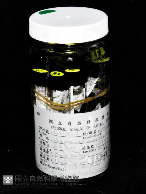 漢氏合鞭尾蟲藏品圖，第1張