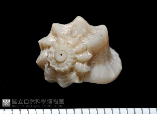 盔甲花冠螺藏品圖，第1張