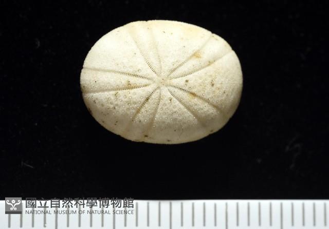 卵圓斜海膽藏品圖，第1張