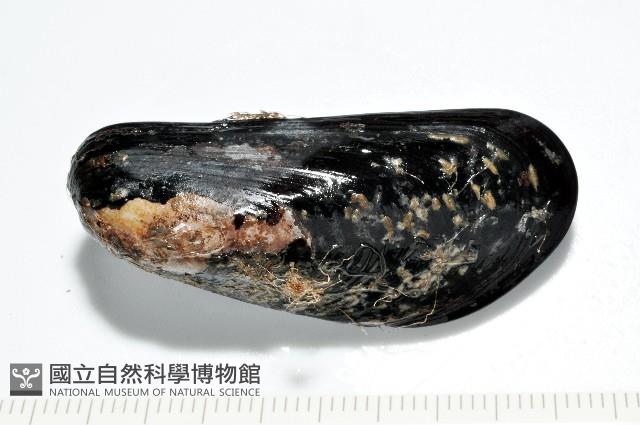 臺灣深海殼菜蛤藏品圖，第1張