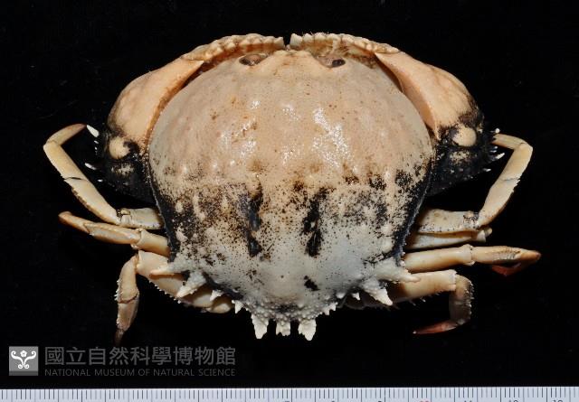 米氏擬圓殼蟹藏品圖，第1張
