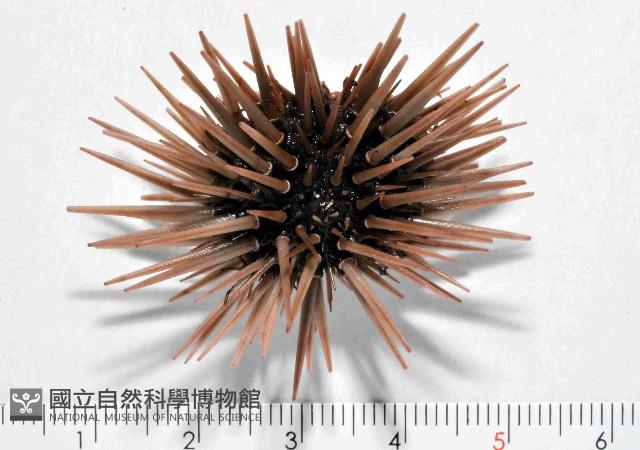 梅氏長海膽藏品圖，第1張
