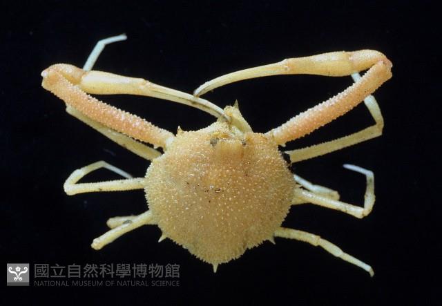 十一刺栗殼蟹藏品圖，第1張
