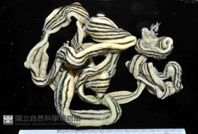 五線無溝紐蟲藏品圖，第1張