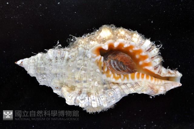 金口法螺藏品圖，第1張